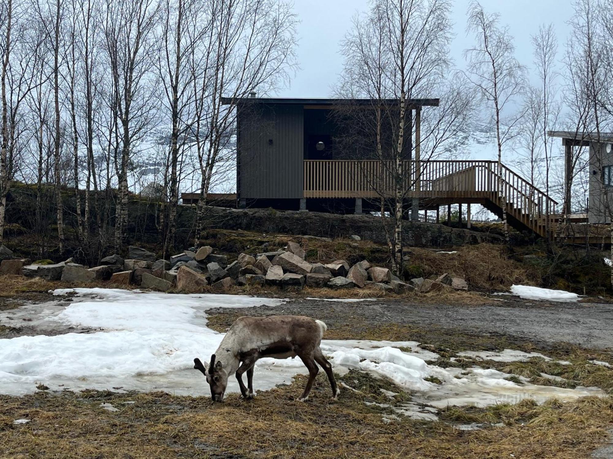 Efjord And Stetind Resort - Cabin Kobbernestinden Ballangen Bagian luar foto
